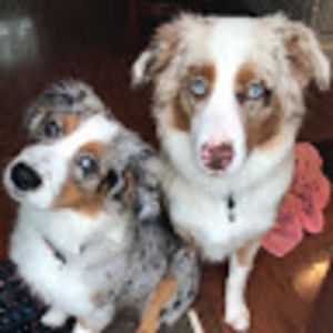 Meet your Posher, Duke and dixie